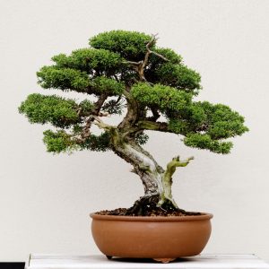 Bonsai